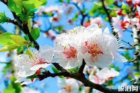 2019阳高杏花节4月19日开启