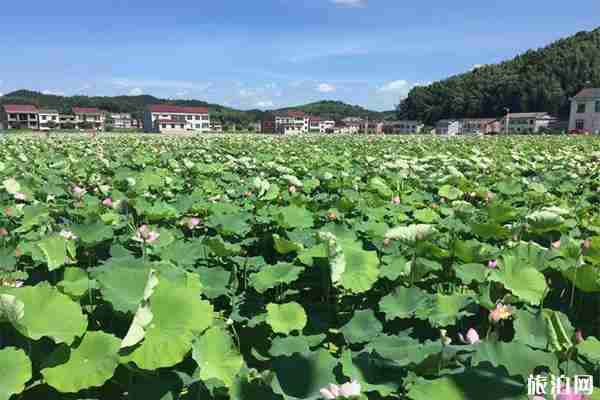 2019广东吴川蛤岭村荷花节7月6日开启