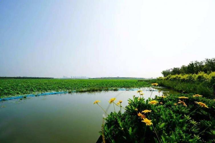 天津大黄堡湿地自然保护区位于天津市武清区东部,北起崔黄口镇南曹